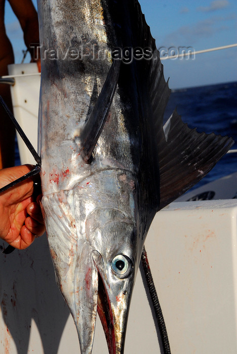 trinidad-tobago30: Caribbean Sea:  Marlin - Istiophoridae - Spearfish - photo by E.Petitalot - (c) Travel-Images.com - Stock Photography agency - Image Bank