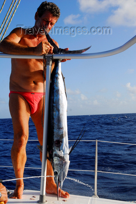 trinidad-tobago31: Caribbean Sea: crew member with a Marlin - Istiophoridae - Spearfish - photo by E.Petitalot - (c) Travel-Images.com - Stock Photography agency - Image Bank