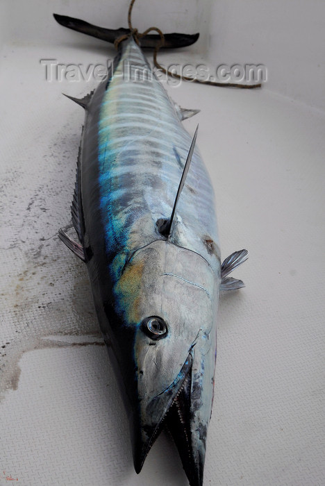 trinidad-tobago72: Trinidad: wahoo - Acanthocybium solandri - fish of the Caribbean sea - Thazard - Peto - photo by E.Petitalot - (c) Travel-Images.com - Stock Photography agency - Image Bank