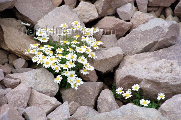 turkey156: Turkey - Mount Erciyes / Erciyes dag (Kayseri province): flowers among the rocks - photo by J.Kaman - (c) Travel-Images.com - Stock Photography agency - Image Bank