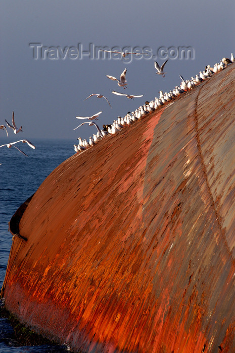 turkey186: Istanbul, Turkey: seagulls on rusting wreck - hull of capsized vessel - sea of Marmara - photo by J.Wreford - (c) Travel-Images.com - Stock Photography agency - Image Bank