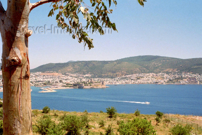 turkey219: Bodrum - Mugla Province, Aegean region, Turkey: eucalyptus, the bay and Saint Peter's Crusaders castle, now Bodrum Underwater Archaeological Museum - architect Heinrich Schlegelholt - photo by M.Bergsma - (c) Travel-Images.com - Stock Photography agency - Image Bank