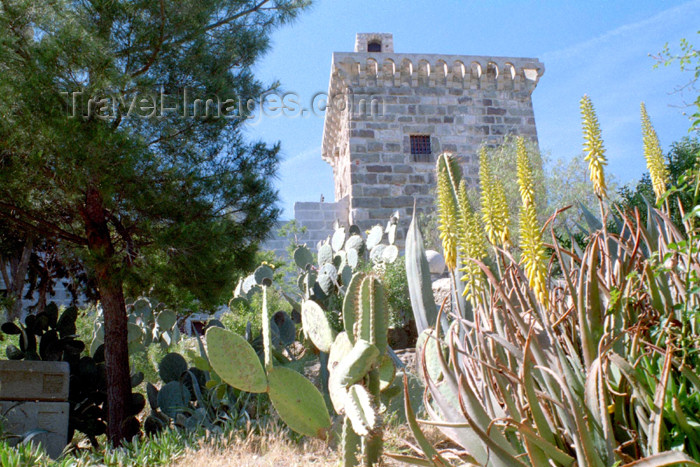 turkey234: Turkey - Bodrum - Mugla peninsula: St. Peter's castle - cactus and the Italian tower - photo by M.Bergsma - (c) Travel-Images.com - Stock Photography agency - Image Bank