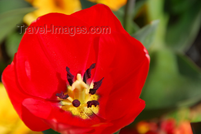 turkey464: Istanbul, Turkey: red tulip - Aksaray - Fatih District - photo by M.Torres - (c) Travel-Images.com - Stock Photography agency - Image Bank