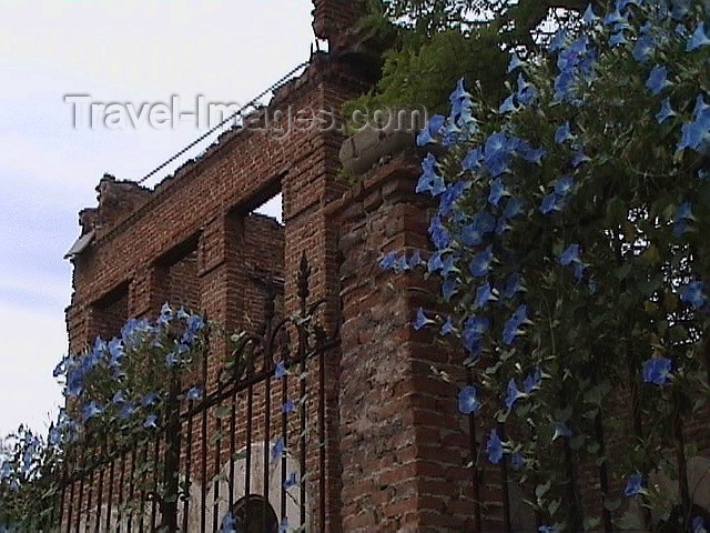 turkey49: Edirne / Adrianople - Thrace / Trakya, Marmara region, Turkey: flowers over the ruins of the synagogue - photo by A.Slobodianik - (c) Travel-Images.com - Stock Photography agency - Image Bank