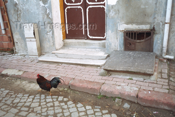 turkey497: Istanbul, Turkey:  cockrel on a back street - photo by S.Lund - (c) Travel-Images.com - Stock Photography agency - Image Bank