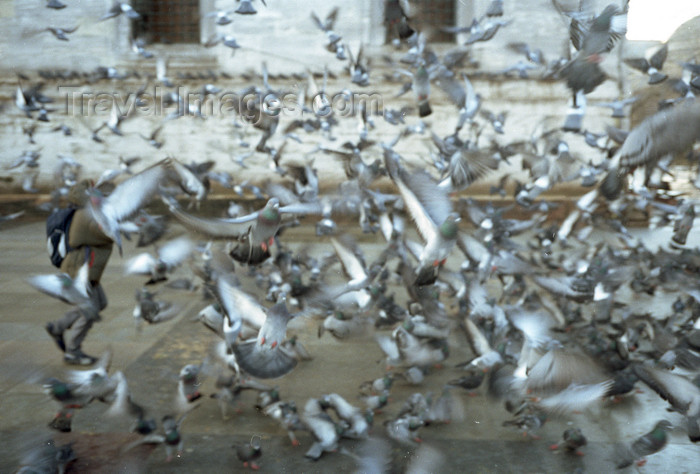 turkey502: Istanbul, Turkey:  pigeons near the New Mosque - Eminönü District - photo by S.Lund - (c) Travel-Images.com - Stock Photography agency - Image Bank