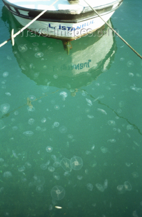 turkey508: Istanbul, Turkey: jellyfish - medusae in the Golden Horn - photo by S.Lund - (c) Travel-Images.com - Stock Photography agency - Image Bank