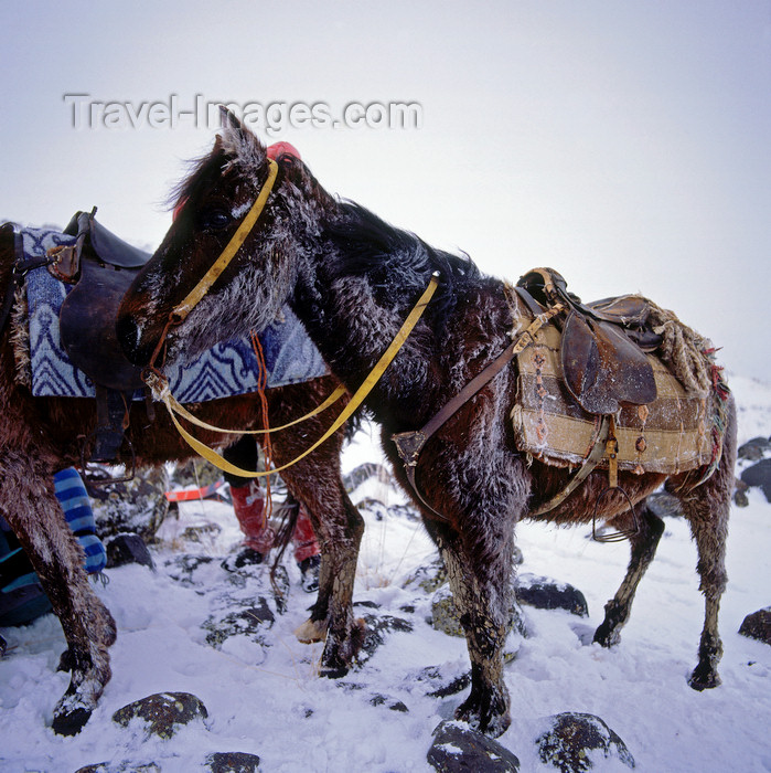 turkey541: Mount Ararat, Agri Province, East Anatolia, Turkey: snow covered donkeys - load animals - base camp - mountaineering - photo by W.Allgöwer - (c) Travel-Images.com - Stock Photography agency - Image Bank