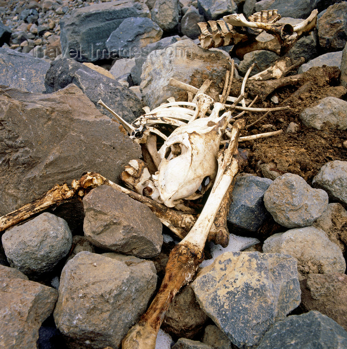 turkey547: Mount Ararat, Agri Province, East Anatolia, Turkey:  skeleton on the way to the top - mountaineering - photo by W.Allgöwer - (c) Travel-Images.com - Stock Photography agency - Image Bank