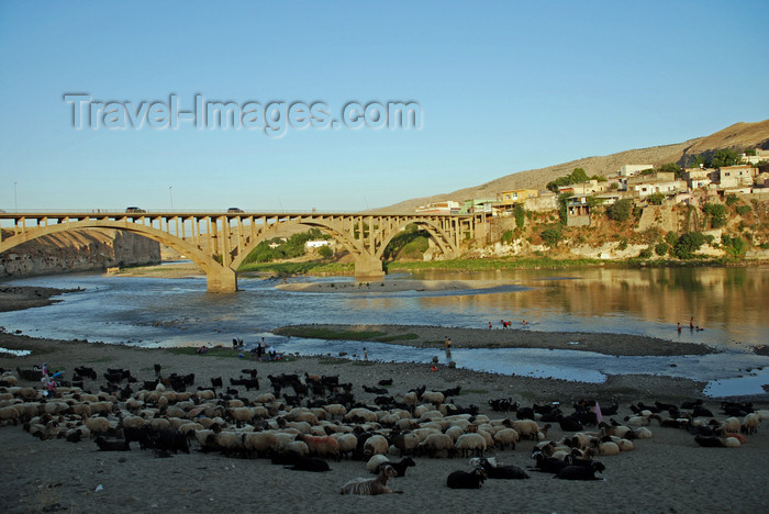 turkey607: Hasankeyf / Heskif, Batman Province, Southeastern Anatolia, Turkey: sheep and the new Tigris bridge - deck arch bridge - concrete span - civil engineering - photo by W.Allgöwer - (c) Travel-Images.com - Stock Photography agency - Image Bank