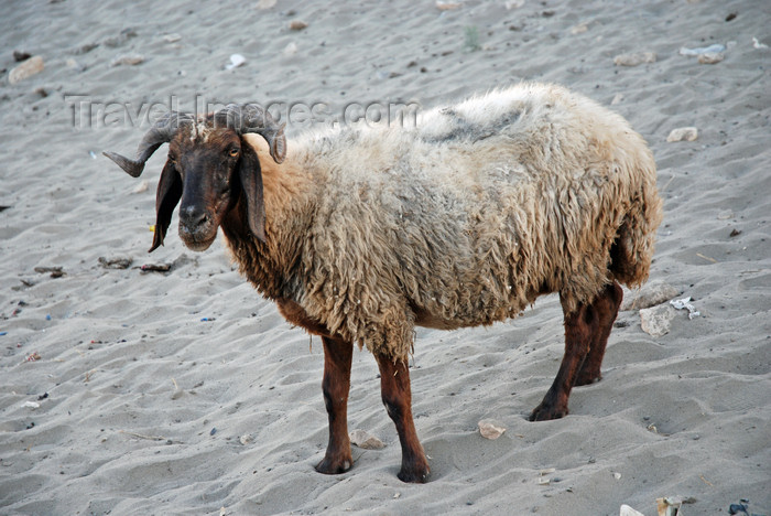 turkey608: Hasankeyf / Heskif, Batman Province, Southeastern Anatolia, Turkey: a ram on the beach along the Tigris river - photo by W.Allgöwer - (c) Travel-Images.com - Stock Photography agency - Image Bank