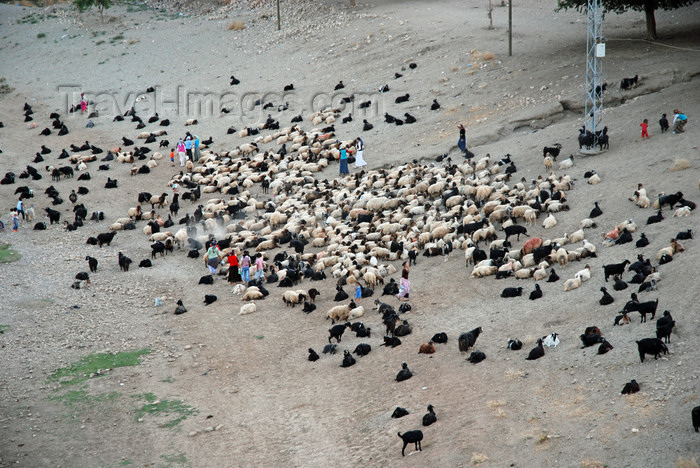 turkey614: Hasankeyf / Heskif, Batman Province, Southeastern Anatolia, Turkey: white and black sheep - flock along the Tigris river - photo by W.Allgöwer - (c) Travel-Images.com - Stock Photography agency - Image Bank