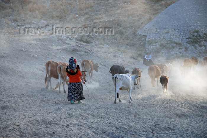 turkey617: Hasankeyf / Heskif, Batman Province, Southeastern Anatolia, Turkey: woman and cow herd - photo by W.Allgöwer - (c) Travel-Images.com - Stock Photography agency - Image Bank