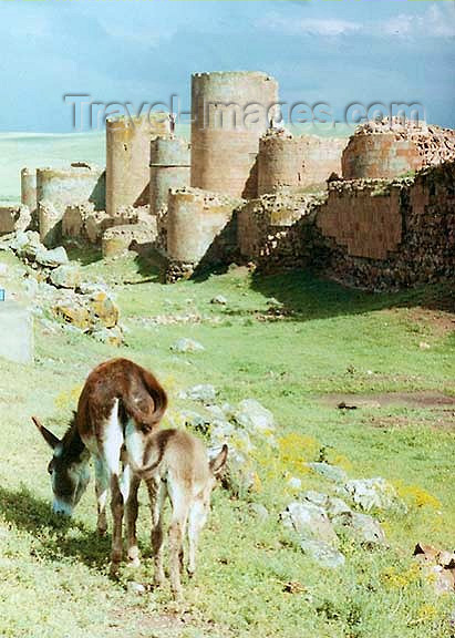 turkey62: Ani, Kars province, Eastern Anatolia, Turkey: walls of the Armenian Bagratid kingdom - donkey - photo by G.Frysinger - (c) Travel-Images.com - Stock Photography agency - Image Bank