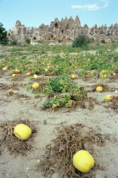 turkey96: Turkey - Cappadocia: pumpkins and cones - photo by J.Kaman - (c) Travel-Images.com - Stock Photography agency - Image Bank