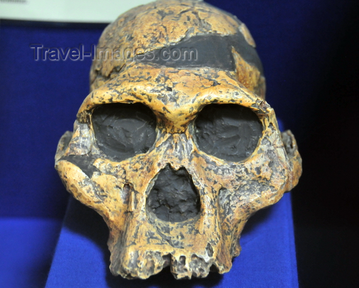 uganda1: Kampala, Uganda: skull - 'Mrs Ples', Australopithecus Africanus from Sterkfontein Cave, Transvaal, South Africa - photo by M.Torres - (c) Travel-Images.com - Stock Photography agency - Image Bank
