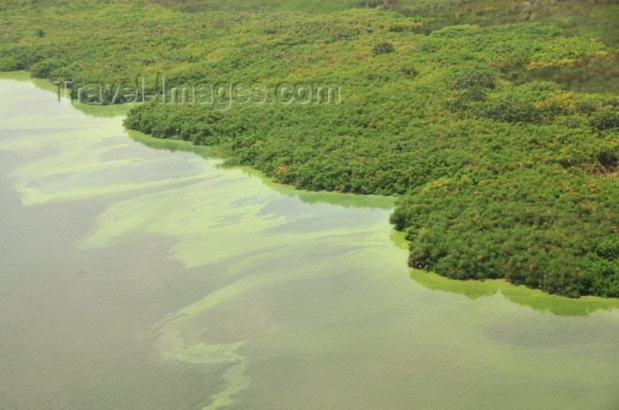 uganda11: Wakiso District, Uganda: wide magcroves on the banks of Lake Victoria, seen from the air - mostly  Rhizophora mucronata plants - photo by M.Torres - (c) Travel-Images.com - Stock Photography agency - Image Bank