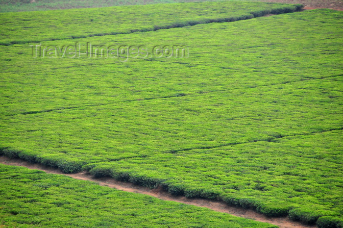 uganda13: Lugazi, Buikwe District, Uganda: tea plantation from above - green fields with hedgerows of the Camellia sinensis plant - photo by M.Torres - (c) Travel-Images.com - Stock Photography agency - Image Bank