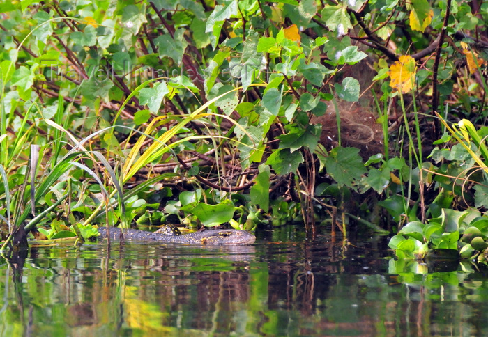 uganda136: Jinja, Uganda: Nile Monitor Lizard swimming amid vegetation in Lake Victoria at the source of the Nile river (Varanus niloticus) - photo by M.Torres - (c) Travel-Images.com - Stock Photography agency - Image Bank