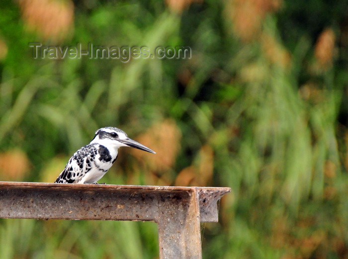 uganda137: Jinja, Uganda: pied kingfisher perched on a metal structure, looking at the Nile river (Ceryle rudis) - photo by M.Torres - (c) Travel-Images.com - Stock Photography agency - Image Bank