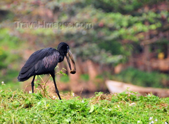 uganda139: Jinja, Uganda: African openbill carries a fruit (Anastomus lamelligerus) - source of the Nile river - photo by M.Torres - (c) Travel-Images.com - Stock Photography agency - Image Bank