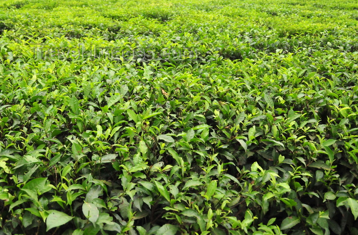 uganda14: Lugazi, Buikwe District, Uganda: tea plantation - green fields of the Camellia sinensis plant - photo by M.Torres - (c) Travel-Images.com - Stock Photography agency - Image Bank