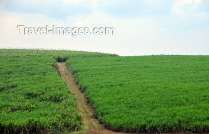 uganda15: Lugazi, Buikwe District, Uganda: sugar cane plantation and dirt road - photo by M.Torres - (c) Travel-Images.com - Stock Photography agency - Image Bank