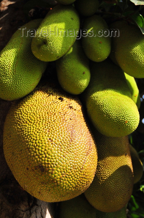 uganda159: Entebbe, Wakiso District, Uganda: cluster of breadfruits on the tree - artocarpus altilis - photo by M.Torres - (c) Travel-Images.com - Stock Photography agency - Image Bank