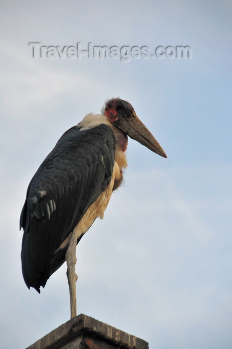 uganda161: Entebbe, Wakiso District, Uganda: Marabou Stork on a roof-top, aka undertaker bird (Leptoptilos crumeniferus) - photo by M.Torres - (c) Travel-Images.com - Stock Photography agency - Image Bank