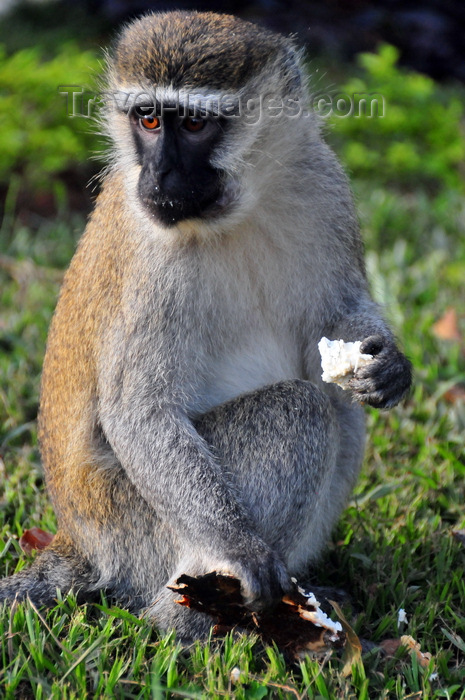 uganda162: Entebbe, Wakiso District, Uganda: Vervet monkey eating (Chlorocebus pygerythrus) - photo by M.Torres - (c) Travel-Images.com - Stock Photography agency - Image Bank