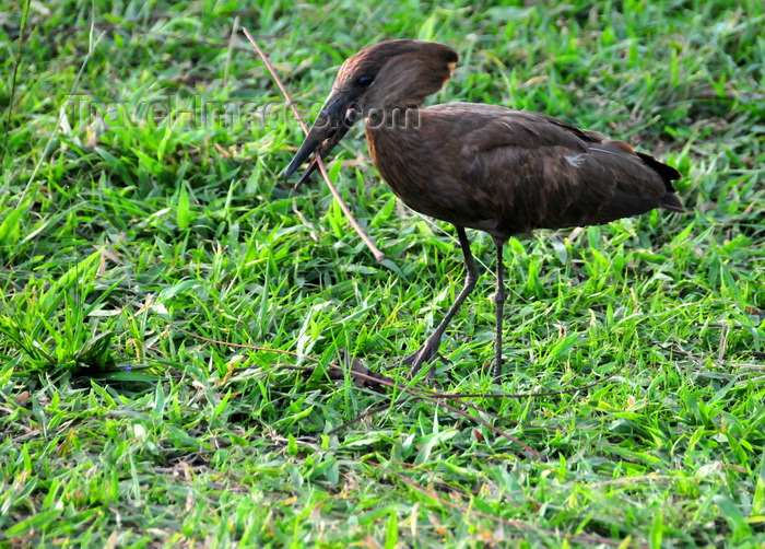 uganda163: Entebbe, Wakiso District, Uganda: Hamerkop (Scopus umbretta) carrying a stick - photo by M.Torres - (c) Travel-Images.com - Stock Photography agency - Image Bank