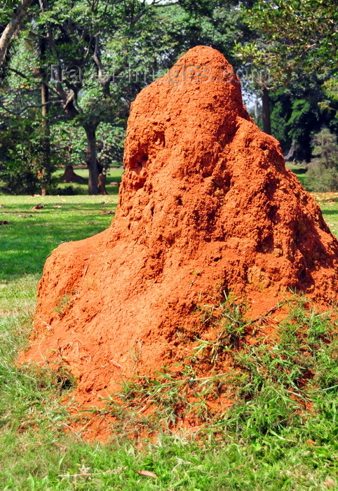 uganda170: Entebbe, Wakiso District, Uganda: large anthill made with red earth - Entebbe botanical gardens, Manyago area - photo by M.Torres - (c) Travel-Images.com - Stock Photography agency - Image Bank