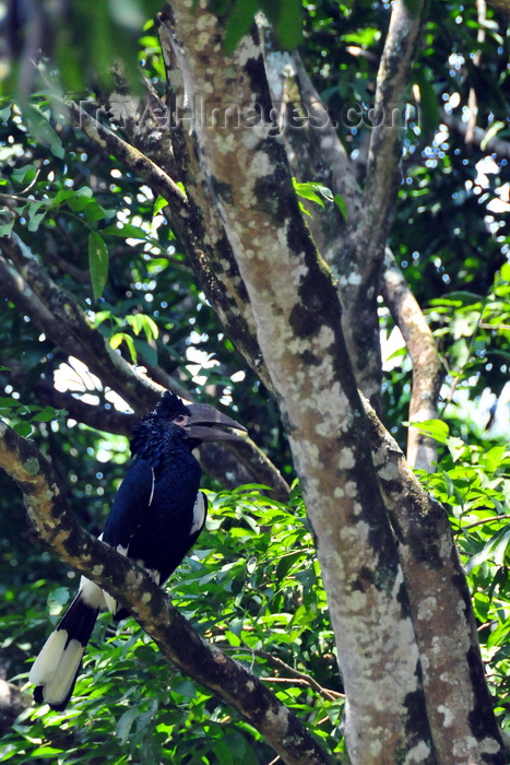 uganda171: Entebbe, Wakiso District, Uganda: female Black-and-white Casqued Hornbill on a tree - Bycanistes subcylindricus, also known as the grey-cheeked hornbill - Entebbe botanical gardens, Manyago area - photo by M.Torres - (c) Travel-Images.com - Stock Photography agency - Image Bank