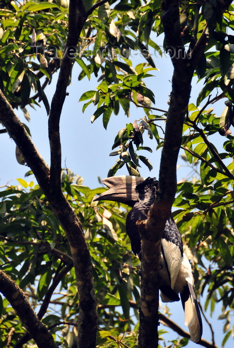 uganda172: Entebbe, Wakiso District, Uganda: male Black-and-white Casqued Hornbill on a tree - Bycanistes subcylindricus, also known as the grey-cheeked hornbill - Entebbe botanical gardens, Manyago area - photo by M.Torres - (c) Travel-Images.com - Stock Photography agency - Image Bank