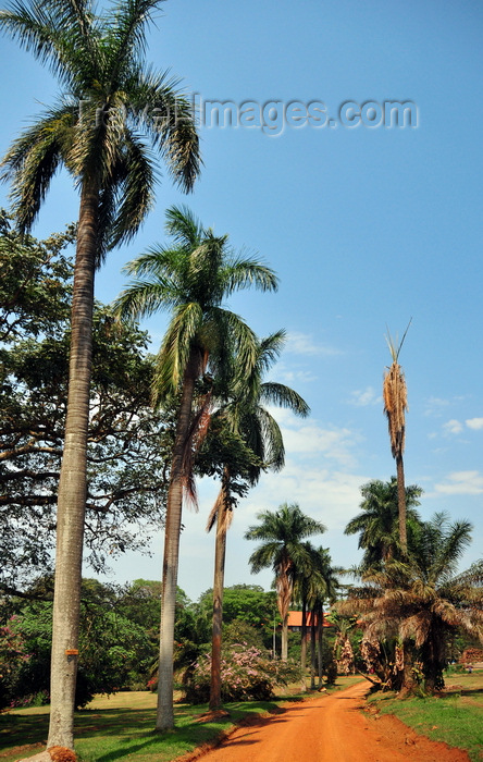 uganda173: Entebbe, Wakiso District, Uganda: Entebbe botanical gardens, Manyago area - dirt road flanked by coconut trees - photo by M.Torres - (c) Travel-Images.com - Stock Photography agency - Image Bank