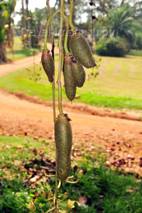 uganda174: Entebbe, Wakiso District, Uganda: Kigelia moosa - hanging fruits on rope-like peduncles, the fruits are at the origin of the common names sausage tree and cucumber tree - an alcoholic beverage is made from it -  Entebbe botanical gardens, Manyago area - photo by M.Torres - (c) Travel-Images.com - Stock Photography agency - Image Bank