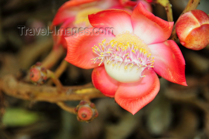 uganda175: Entebbe, Wakiso District, Uganda: Couroupita Guianensis tree - showy, scented  flower with two genders - Cannonball tree - Entebbe botanical gardens, Manyago area - photo by M.Torres - (c) Travel-Images.com - Stock Photography agency - Image Bank