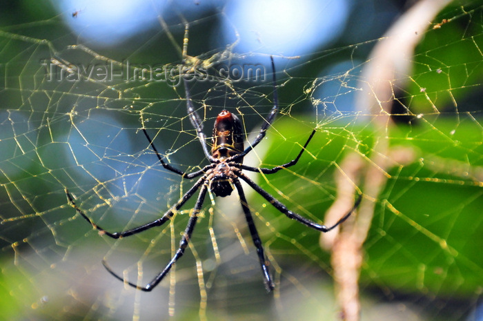 uganda177: Entebbe, Wakiso District, Uganda: female Golden silk orb-weaver spider in its web (Nephila), known locally as dragon spider - Entebbe botanical gardens, Manyago area - photo by M.Torres - (c) Travel-Images.com - Stock Photography agency - Image Bank