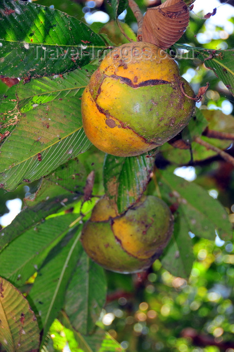 uganda182: Entebbe, Wakiso District, Uganda: fruits of the henna tree - Entebbe botanical gardens, Manyago area - photo by M.Torres - (c) Travel-Images.com - Stock Photography agency - Image Bank