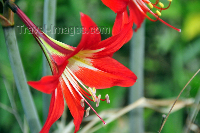 uganda183: Entebbe, Wakiso District, Uganda: hibiscus like flower at  Entebbe botanical gardens, Manyago area - photo by M.Torres - (c) Travel-Images.com - Stock Photography agency - Image Bank