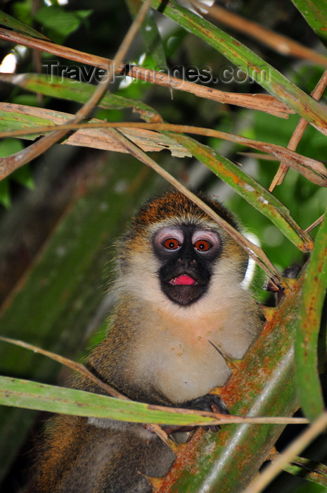 uganda185: Entebbe, Wakiso District, Uganda: Vervet monkey hiding in a palm-tree (Chlorocebus pygerythrus) -  Entebbe botanical gardens, Manyago area - photo by M.Torres - (c) Travel-Images.com - Stock Photography agency - Image Bank