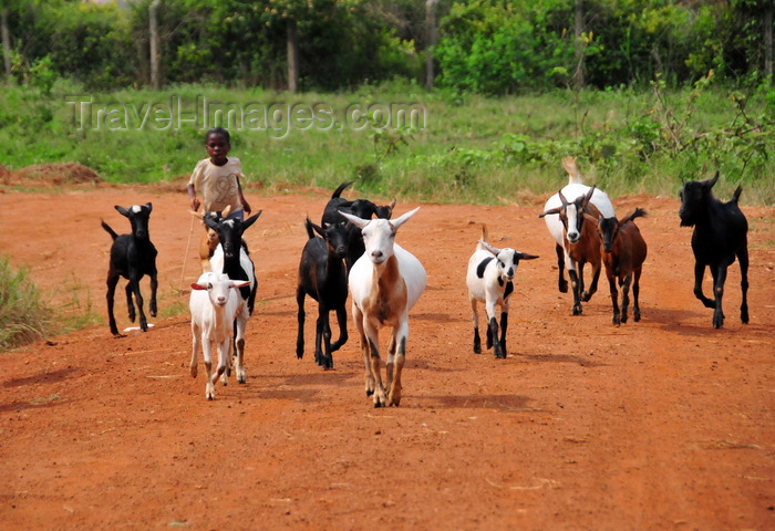 uganda186: Entebbe, Wakiso District, Uganda: child labor - young boy shepherding goats - Manyago area - photo by M.Torres - (c) Travel-Images.com - Stock Photography agency - Image Bank