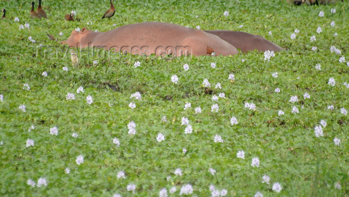 uganda19: Uganda - Jinja province: hippos on the Nile - river vegetation (photo by Jordan Banks) - (c) Travel-Images.com - Stock Photography agency - Image Bank