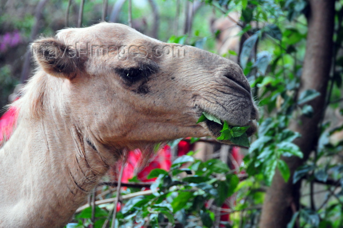 uganda190: Entebbe, Wakiso District, Uganda: Dromedary camel, Camelus dromedarius - head close-up while feeding on tree leaves - photo by M.Torres - (c) Travel-Images.com - Stock Photography agency - Image Bank