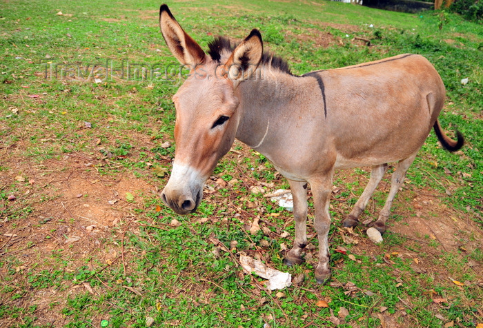 uganda191: Entebbe, Wakiso District, Uganda: donkey staring - Equus africanus asinus- photo by M.Torres - (c) Travel-Images.com - Stock Photography agency - Image Bank