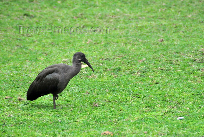 uganda192: Entebbe, Wakiso District, Uganda: Hadada Ibis foraging on a lawn - aka Worm eater (Bostrychia hagedash) - photo by M.Torres - (c) Travel-Images.com - Stock Photography agency - Image Bank