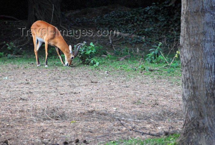 uganda193: Entebbe, Wakiso District, Uganda: Ugandan kob grazing (Kobus kob thomasi) - this antelope is part of Uganda's coat of arms - photo by M.Torres - (c) Travel-Images.com - Stock Photography agency - Image Bank