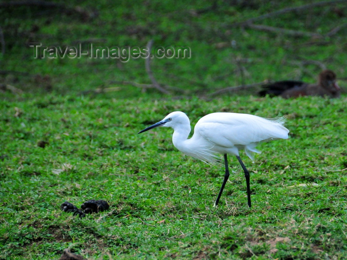 uganda194: Entebbe, Wakiso District, Uganda: Little egret (Egretta garzetta) foraging for food - photo by M.Torres - (c) Travel-Images.com - Stock Photography agency - Image Bank