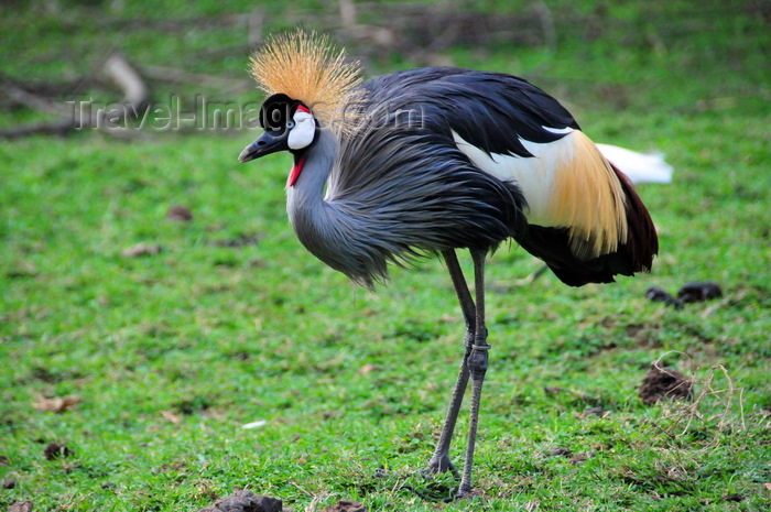 uganda195: Entebbe, Wakiso District, Uganda: Grey Crowned Crane - Balearica regulorum gibbericeps - know for their crown of golden feathers and art of Uganda's coat of arms - photo by M.Torres - (c) Travel-Images.com - Stock Photography agency - Image Bank